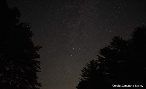 A view past large trees looking at the starry night sky