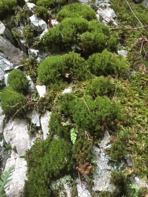 Moss covered rocks