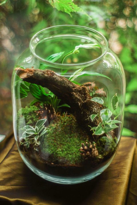 A curved stick, moss, and small plants in a jar