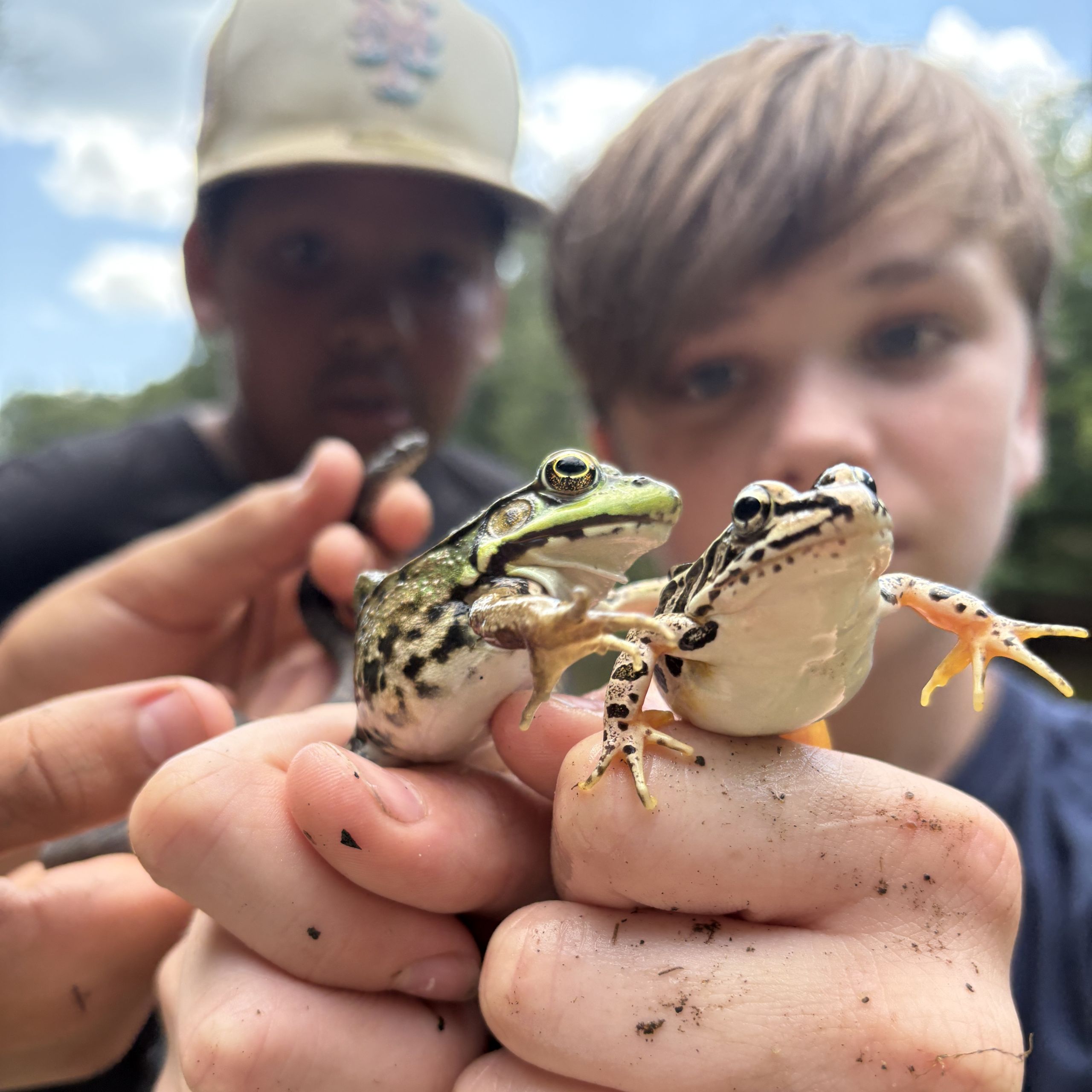 Two boys, out of focus in the background, hold two different species of frogs up to the camera, with a small snake held slightly behind.