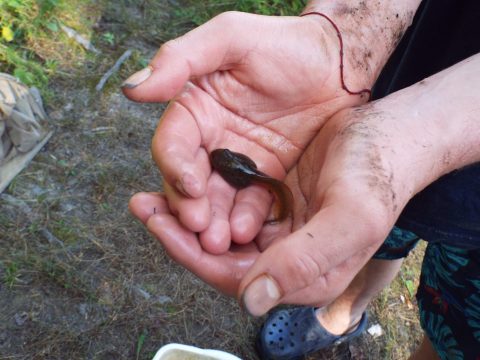 Two hands cupped together holding a polliwog