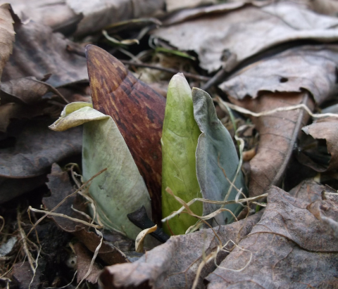 A small red and green bud of a Skunk Cabbage plant emerging from below a layer of leaf litter.